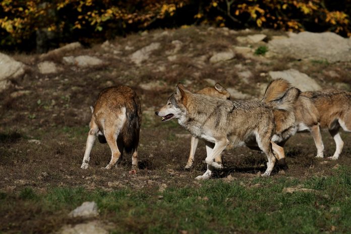 La Junta de Castilla y León tendrá que indemnizar a un ganadero que perdió 29 reses en ataques de lobos