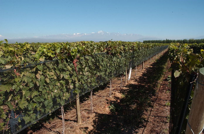 nuevas plantaciones viñedo